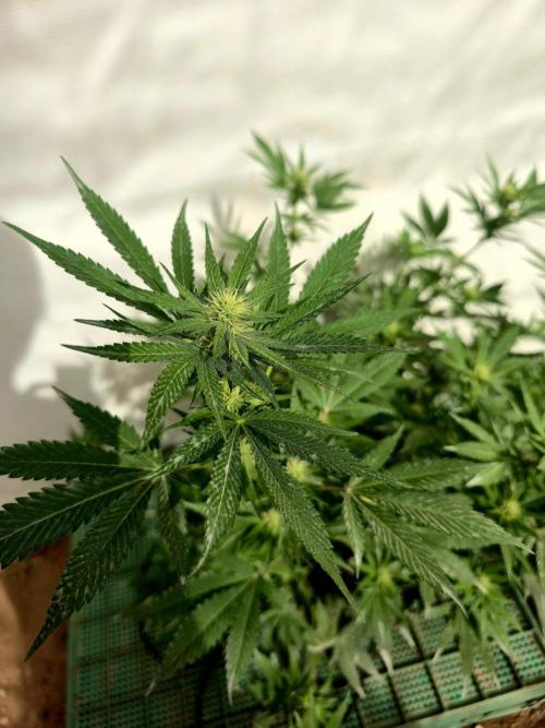 Chesse & Kush Feminizada. Week 2