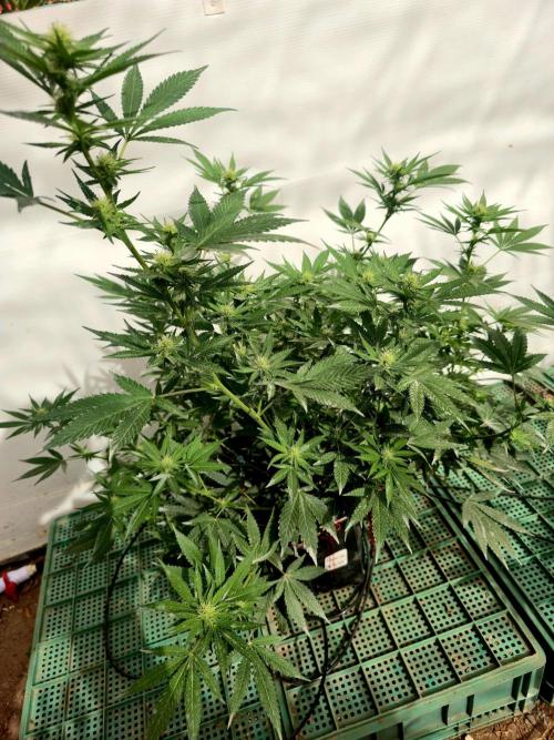 Chesse & Kush Feminizada. Week 2