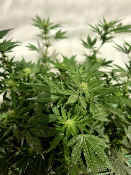 Chesse & Kush Feminizada. Week 2