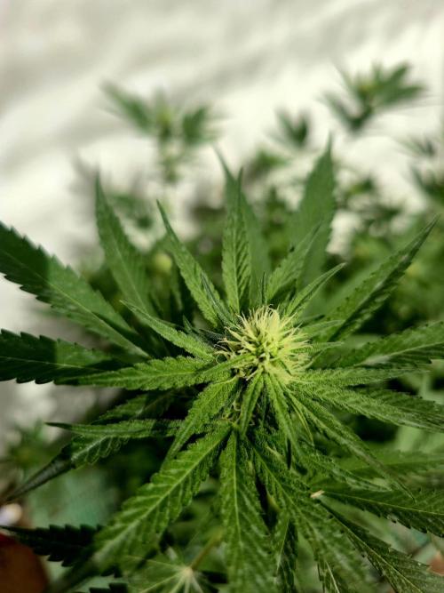 Chesse & Kush Feminizada. Week 2