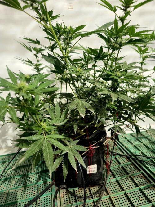 Chesse & Kush Feminizada. Week 2