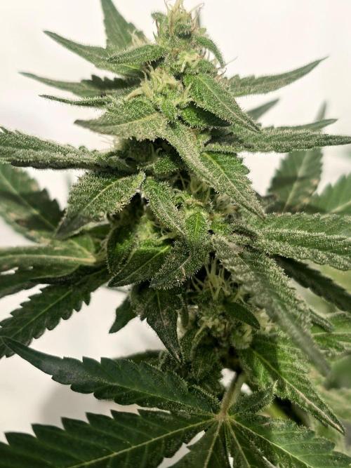 Gelato Feminizada. Week 3