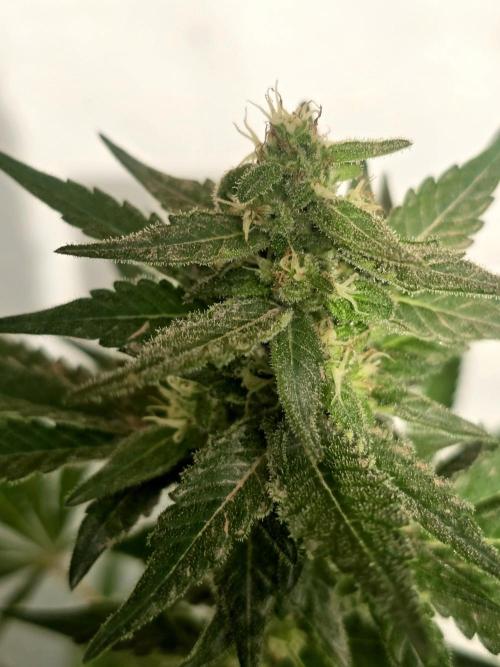 Gelato Feminizada. Week 3