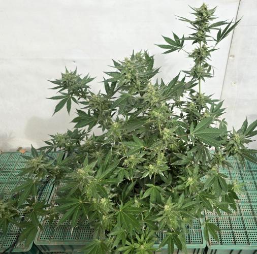 Gelato Feminizada. Week 3