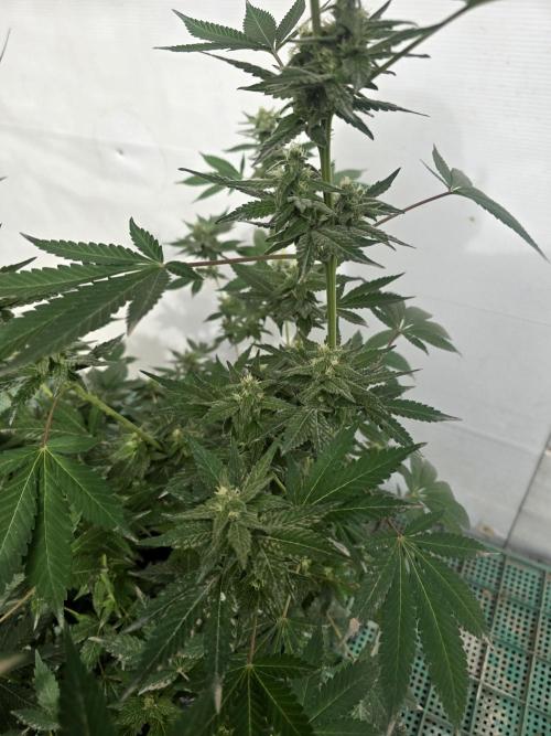 Gelato Feminizada. Week 3