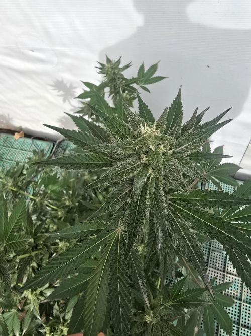 Gelato Feminizada. Week 3