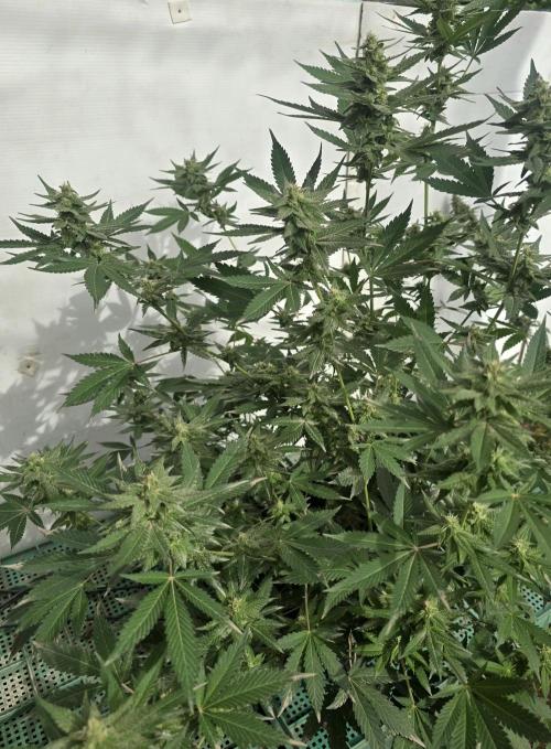 Gelato Feminizada. Week 3