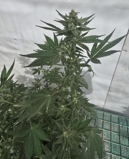 Gelato Feminizada. Week 3