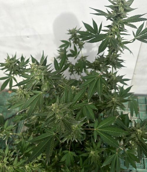 Gelato Feminizada. Week 3