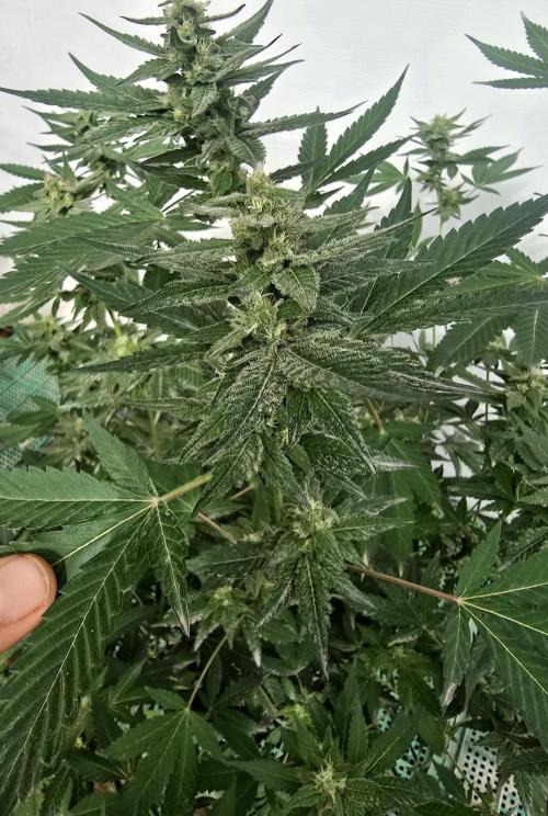 Gelato Feminizada. Week 3