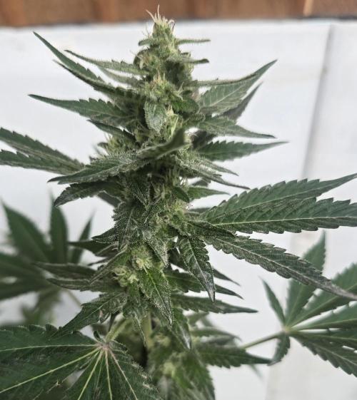 Gelato Feminizada. Week 3