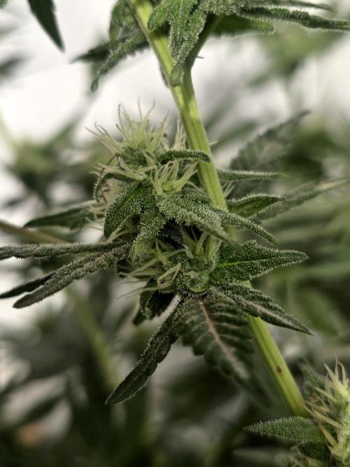 Chesse & Kush Feminizada. Week 3