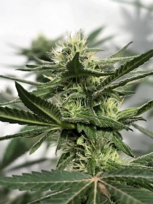 Chesse & Kush Feminizada. Week 3