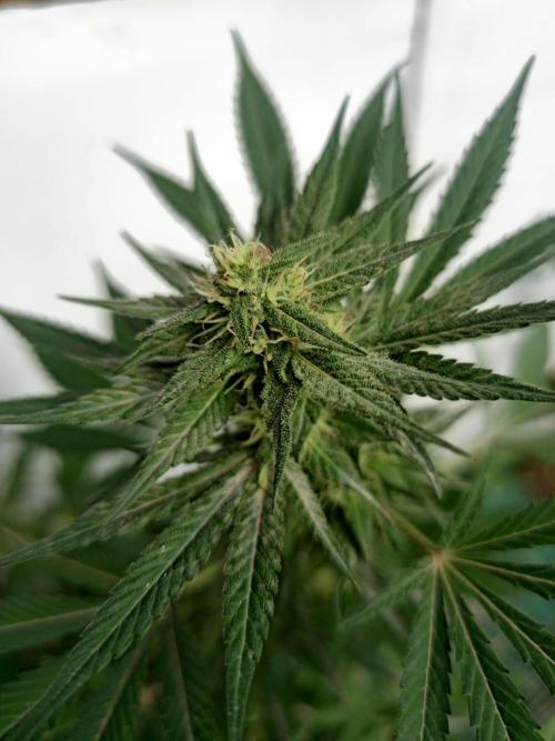 Chesse & Kush Feminizada. Week 3