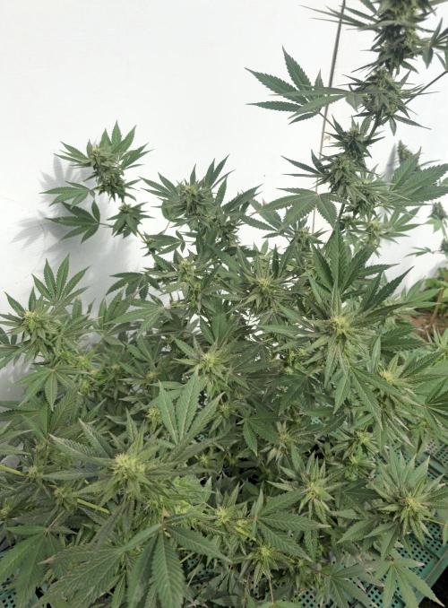 Chesse & Kush Feminizada. Week 3