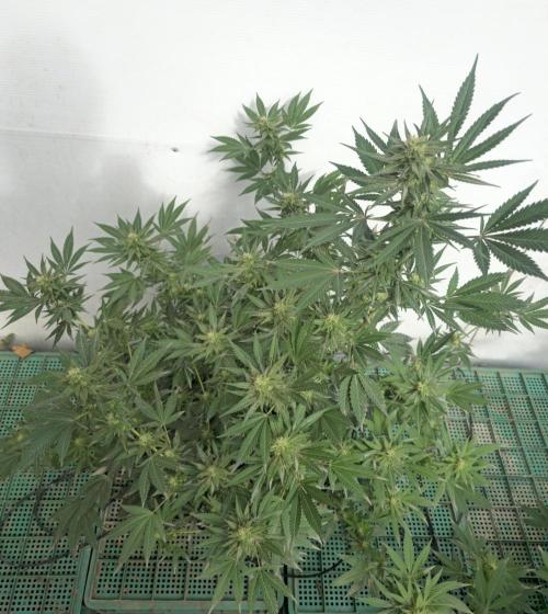 Chesse & Kush Feminizada. Week 3
