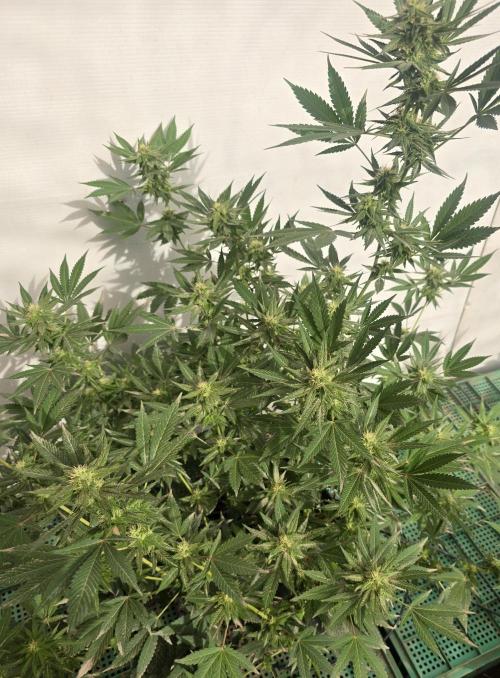 Chesse & Kush Feminizada. Week 3