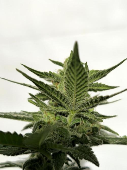 Gelato Feminizada. Week 4