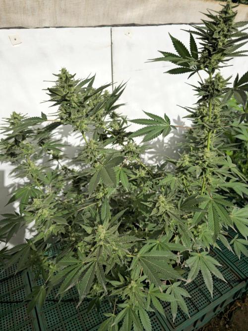 Gelato Feminizada. Week 4