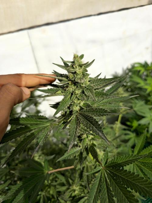 Gelato Feminizada. Week 4