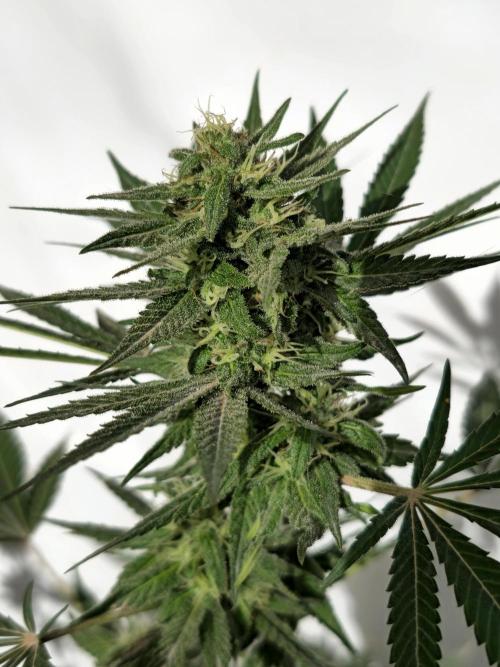 Chesse & Kush Feminizada. Week 4