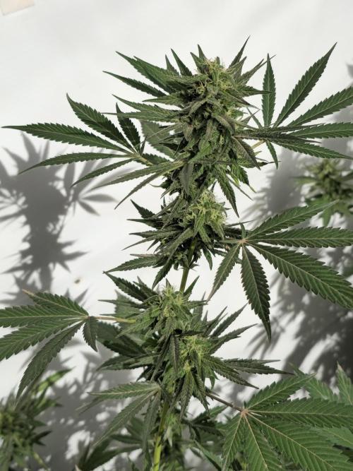 Chesse & Kush Feminizada. Week 4