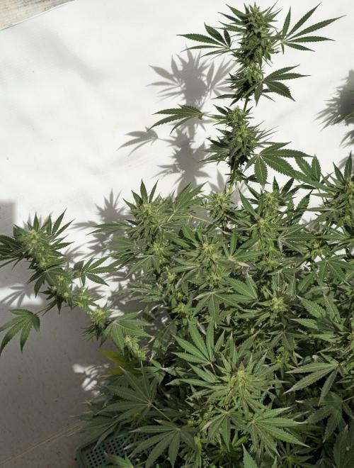 Chesse & Kush Feminizada. Week 4