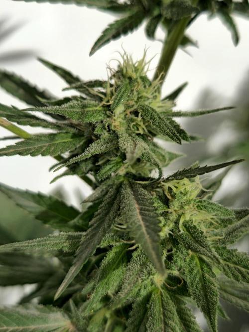 Chesse & Kush Feminizada. Week 4