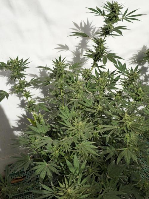 Chesse & Kush Feminizada. Week 4