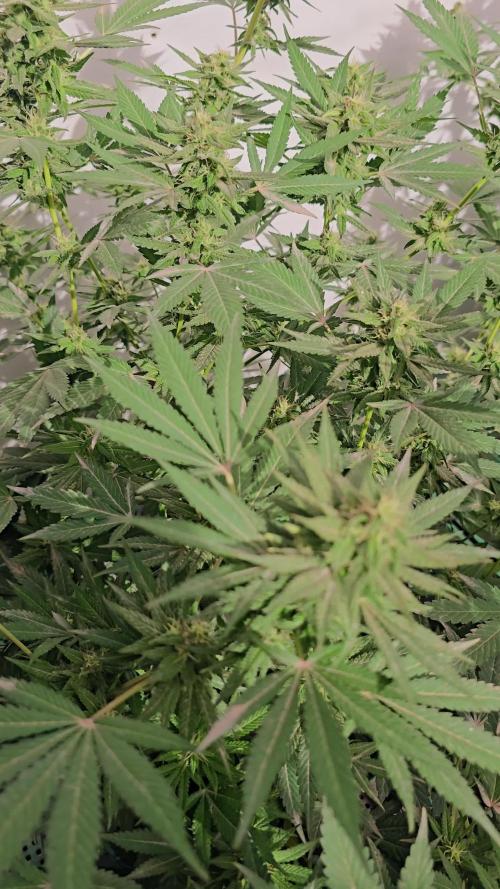 Chesse & Kush Feminizada