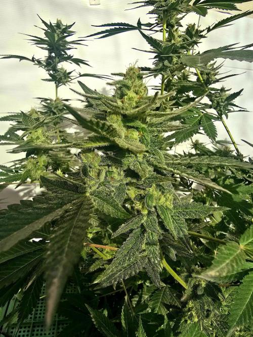 Gelato Feminizada. Week 4