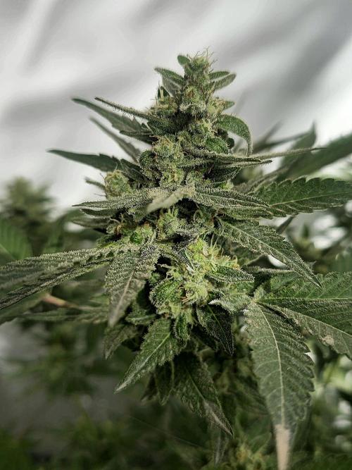 Gelato Feminizada Fotoperiodica. Week 5