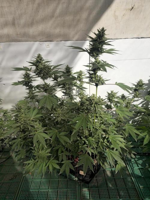 Gelato Feminizada Fotoperiodica. Week 5