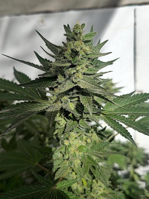 Gelato Feminizada Fotoperiodica. Week 5