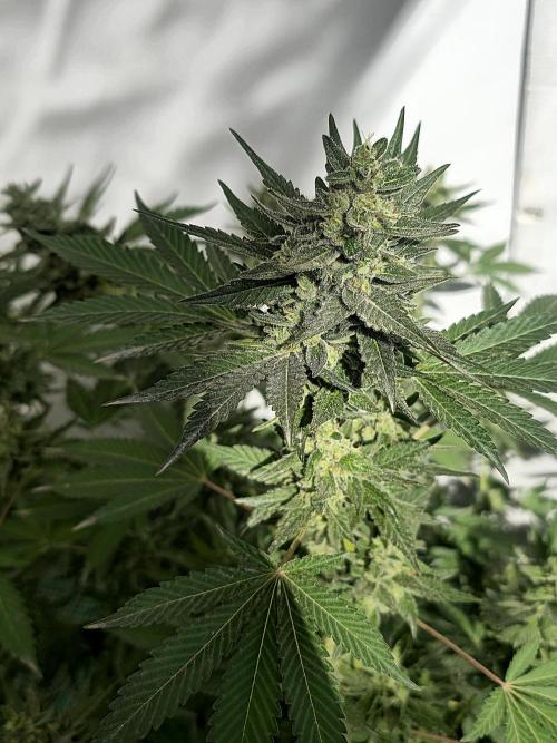 Gelato Feminizada Fotoperiodica. Week 5