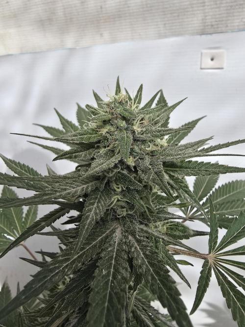 Chesse & Kush Feminizada Fotoperiodica. Week 5