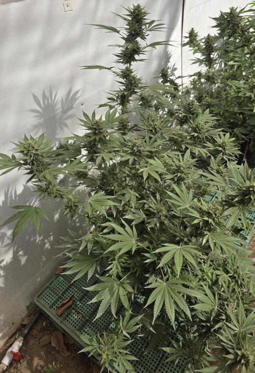 Chesse & Kush Feminizada Fotoperiodica. Week 5