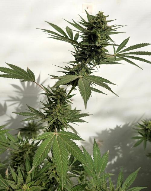 Chesse & Kush Feminizada Fotoperiodica. Week 5