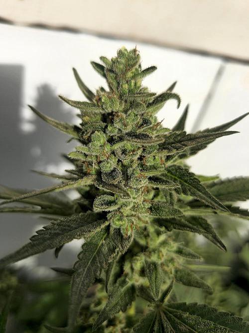 Gelato Feminizada Fotoperiodica. Week 6