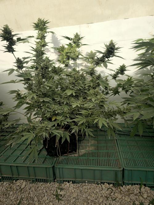 Gelato Feminizada Fotoperiodica. Week 6