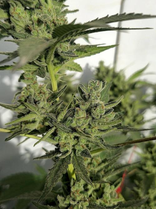 Gelato Feminizada Fotoperiodica. Week 6