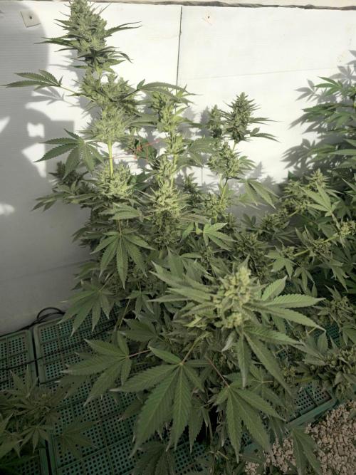 Gelato Feminizada Fotoperiodica. Week 6