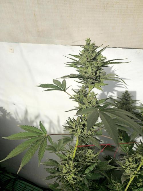 Gelato Feminizada Fotoperiodica. Week 6