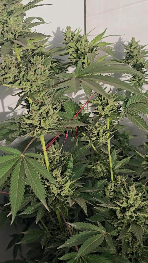 Gelato Feminizada Fotoperiodica