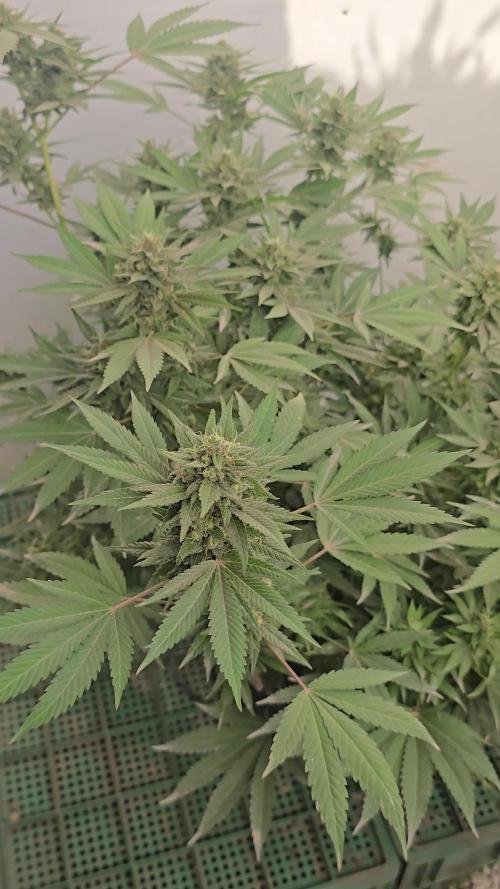 Chesse & Kush Feminizada Fotoperiodica