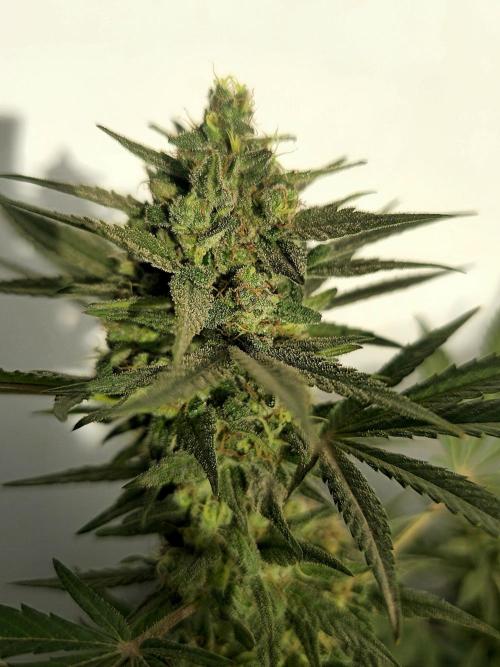 Chesse & Kush Feminizada Fotoperiodica. Week 6