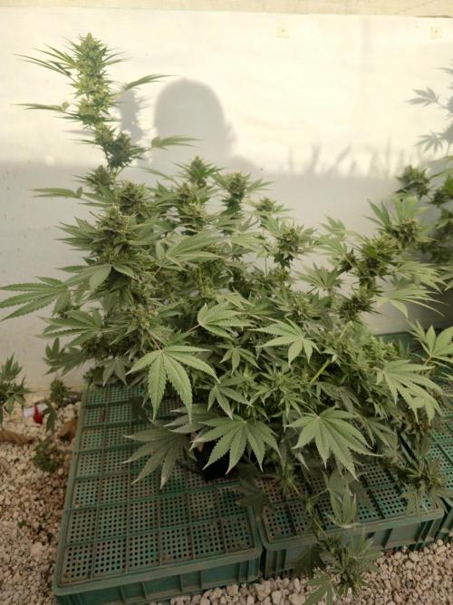 Chesse & Kush Feminizada Fotoperiodica. Week 6