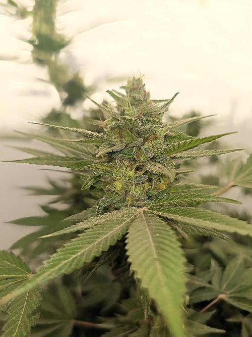 Chesse & Kush Feminizada Fotoperiodica. Week 6