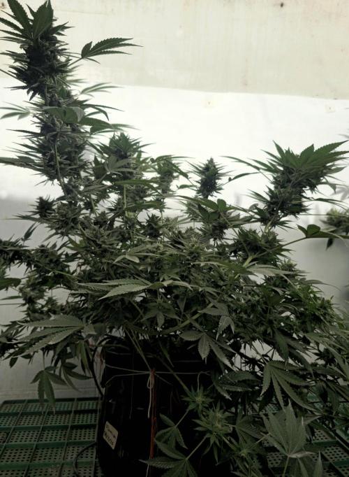 Chesse & Kush Feminizada Fotoperiodica. Week 6