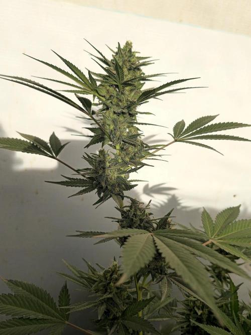 Chesse & Kush Feminizada Fotoperiodica. Week 6